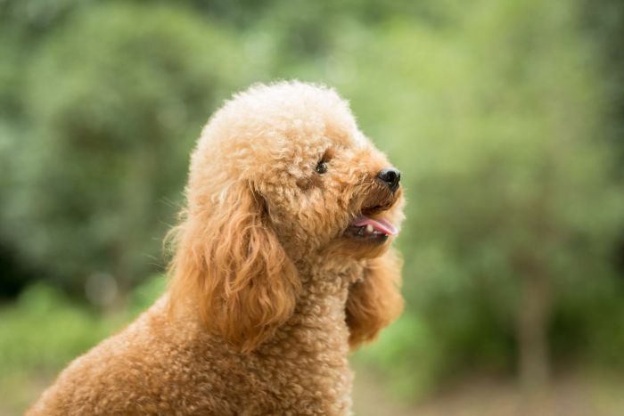 Cavapoo Temperament